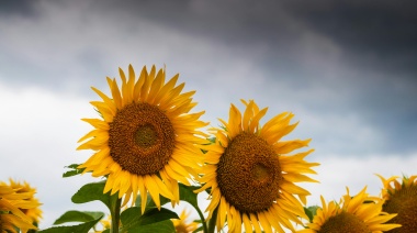 El Conicet logró un avance para clonar semillas de girasol por vía asexual
