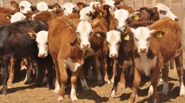 En un golpe a los frigoríficos y al valor agregado, el Gobierno nacional autorizó la exportación de ganado en pie