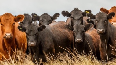 La cadena bovina podría generar 114 mil nuevos puestos de trabajo y más de 4 mil millones de dólares