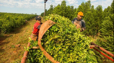 Productores yerbateros de Misiones volvieron a reclamar por aumento en el precio de la materia prima