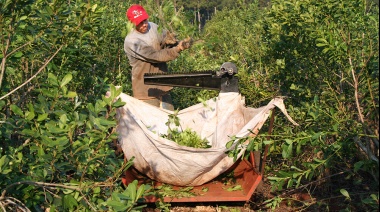 Principio de acuerdo en el conflicto yerbatero en Misiones