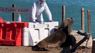 La gripe aviar llegó a los lobos marinos de Mar del Plata