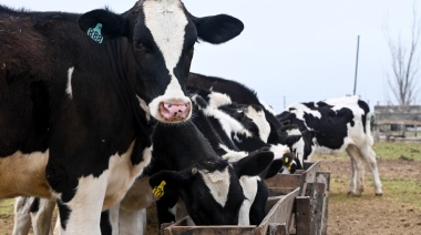Cambia el ánimo de las lácteas, se espera una mayor producción de leche en 2025