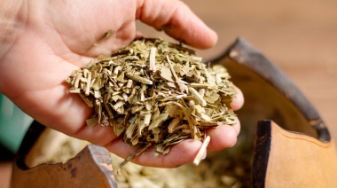 Fuerte crecimiento de las importaciones de yerba mate desde Brasil y Paraguay