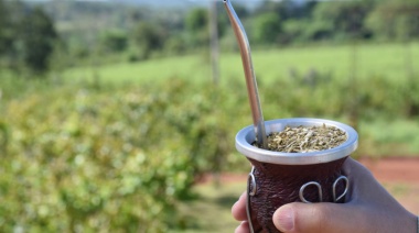 Récord absoluto: Argentina exportó en 2024 más de 44 millones de kilos de yerba mate