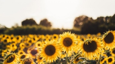 Girasol confitero: nuevos avances consolidan a Argentina en el mercado internacional