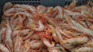 Pesca fiscalizó cerca del 100% de la descarga de langostino en aguas nacionales