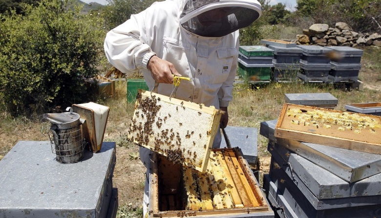 2023: el año de la apicultura