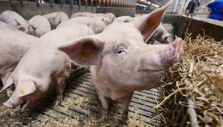 Empresas de genética porcina se unen para formar la primera cámara argentina