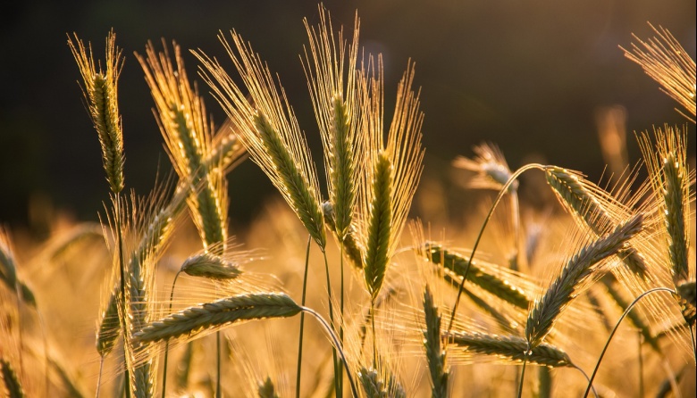 Sin retenciones, el centro y sur bonaerense aportarían 1 mill/tn más de trigo y cebada
