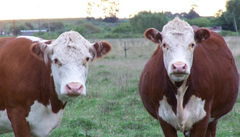 La Plata: denuncian que detrás del robo masivo de ganado está el sector inmobiliario