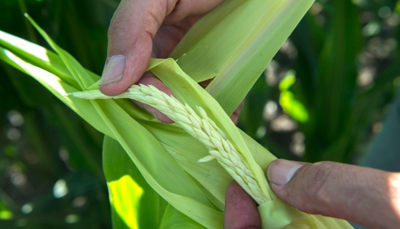 El INTA logró secuenciar el genoma de la chicharrita del maíz