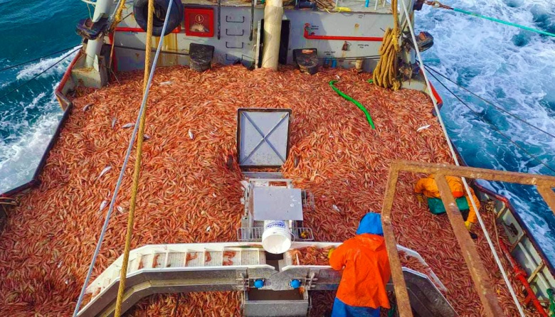 La pesca de langostino en crisis por los altos costos y bajos precios internacionales