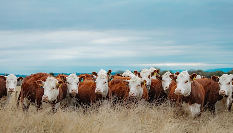 Gira técnica de la raza Hereford recorre el Mercosur