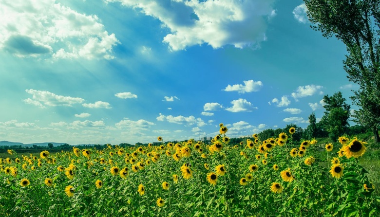 El girasol consolida su expansión territorial