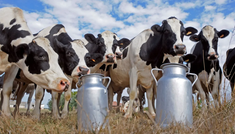 Más de 1.000 tambos cerraron en el país desde que asumió Milei
