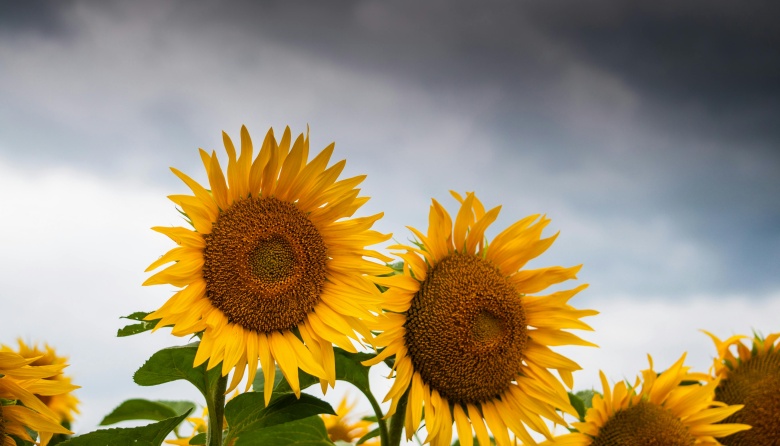El Conicet logró un avance para clonar semillas de girasol por vía asexual