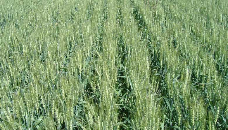 Científicos argentinos realizaron un descubrimiento clave para aumentar el rendimiento del trigo