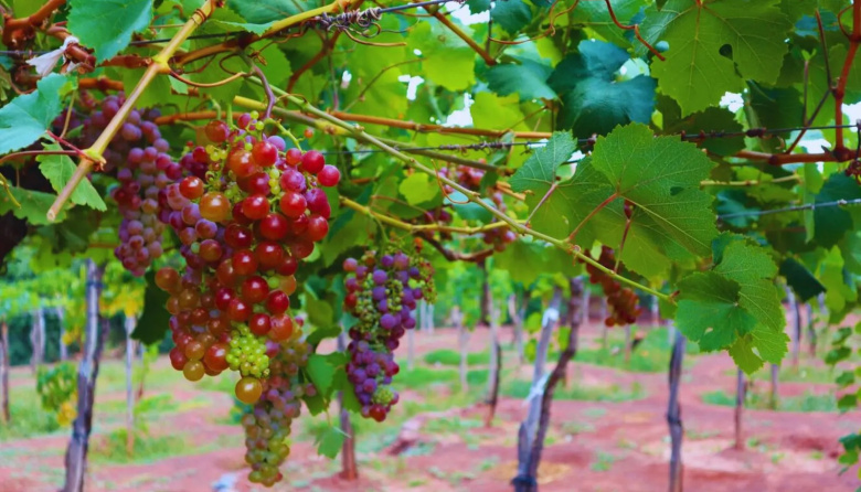 Lavalle, referente en vinos artesanales con identidad local