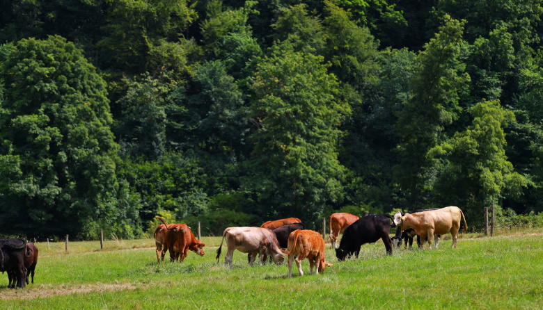 Carnes a la UE: Argentina hace los deberes para cumplir con las exigencias