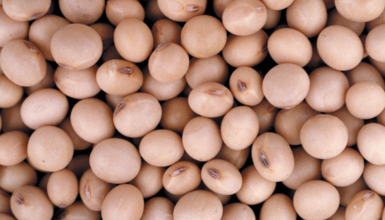 La Secretaría de Agricultura, Ganadería y Pesca incorpora inteligencia artificial para identificar variedades de soja