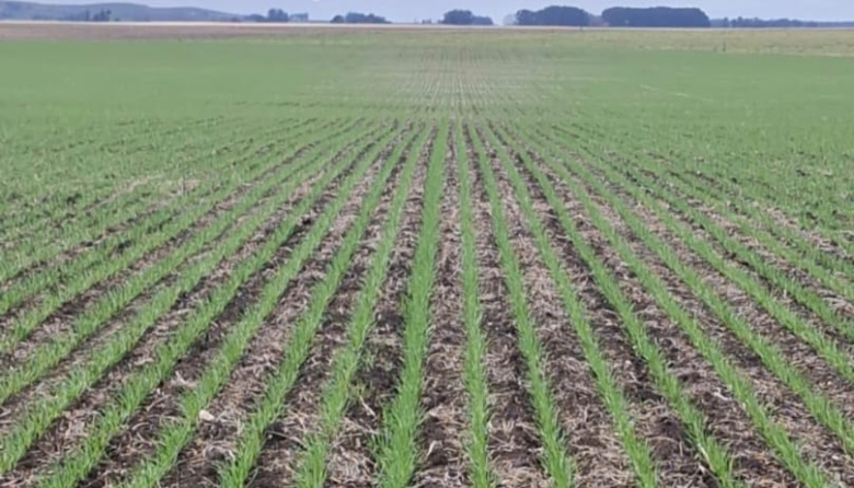 Crece el consumo de fertilizantes de la mano de más de 6,6 millones de hectáreas de trigo sembradas