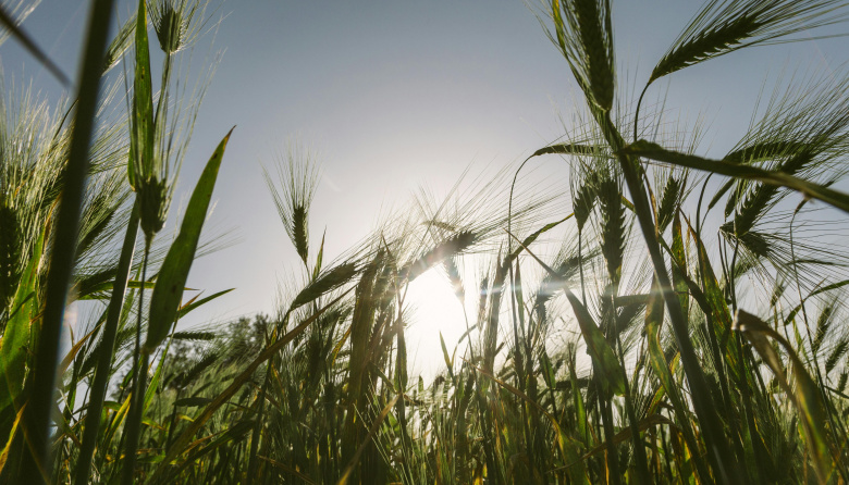 Las lluvias de Santa Rosa mejoran la condición del trigo, aunque preocupan los excesos hídricos