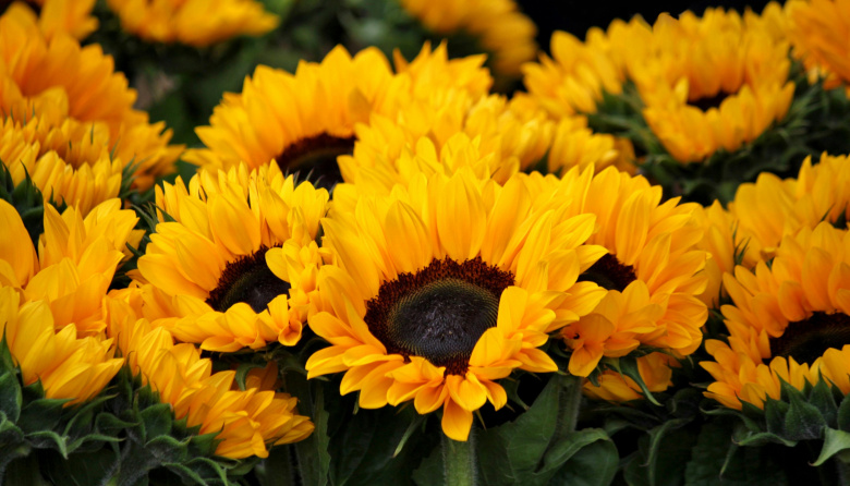 Se frenó la siembra de girasol, que igualmente viene más adelantada que años anteriores