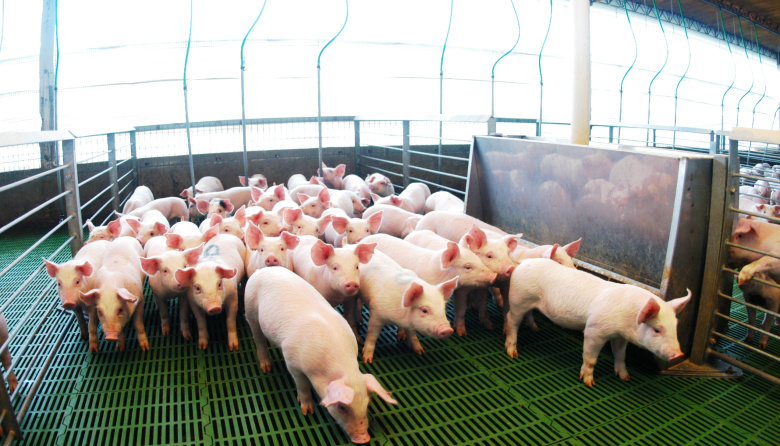 Argentina marcó un récord en faena y producción de carne porcina