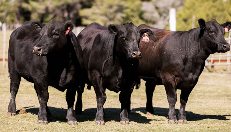 La genética bovina argentina ingresa al mercado de Panamá