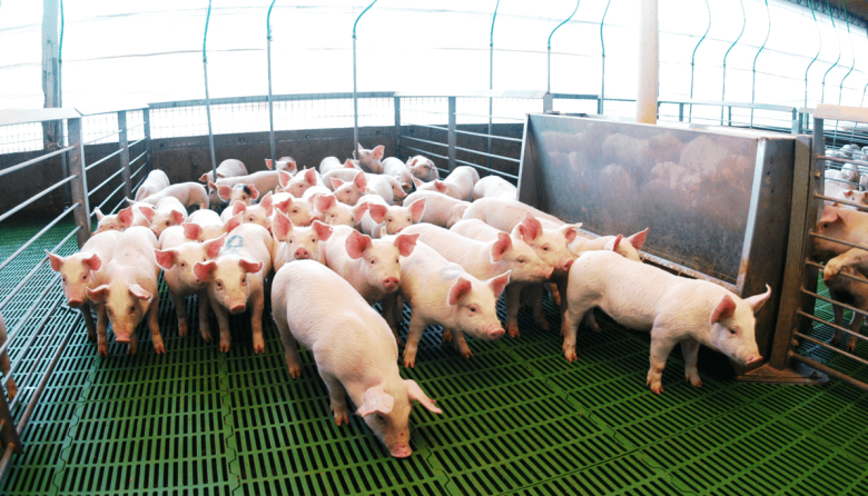 Senasa: ampliación del listado de enfermedades animales y síndromes notificables