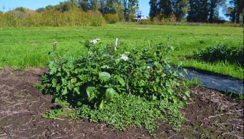 El poder del sol contra las malezas: una técnica del INTA muestra resultados sorprendentes
