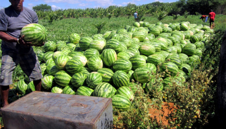 Argentina retomó las exportaciones de sandías a Uruguay tras más de 40 años