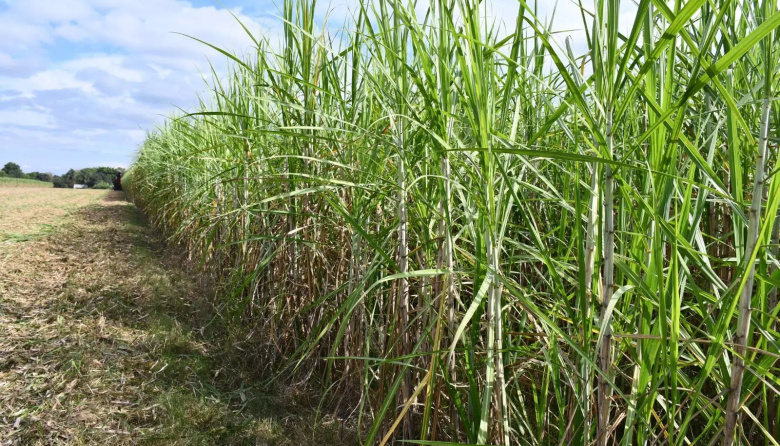 Tecnología de precisión y drones, aliados para monitorear la caña de azúcar