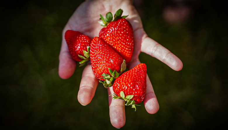 “En cantidad y calidad, la provincia de Buenos Aires es la principal productora de frutillas del país”