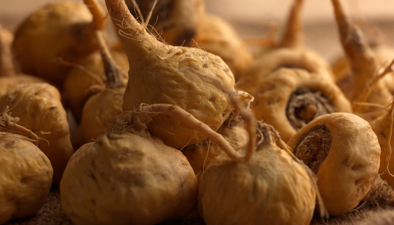 Flores comestibles y maca andina se incorporan al Código Alimentario Argentino