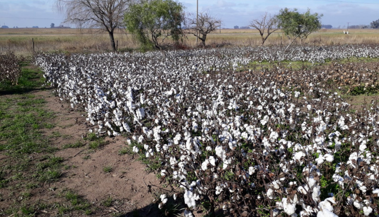 La producción algodonera atravesó ‘el peor año’