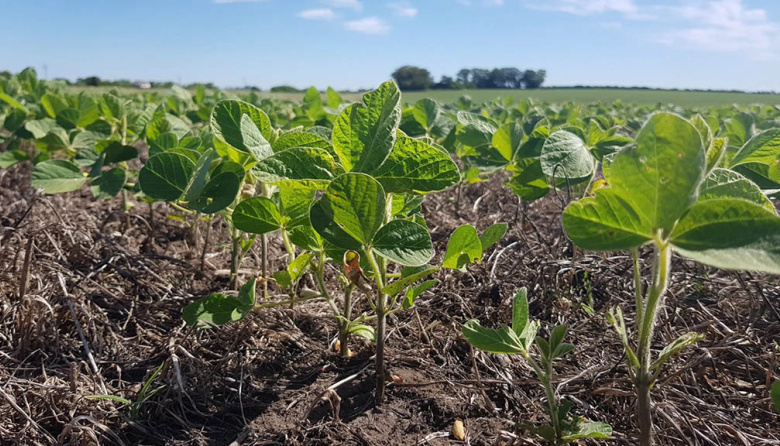 La siembra de soja ya cubrió más del 12% de la superficie proyectada