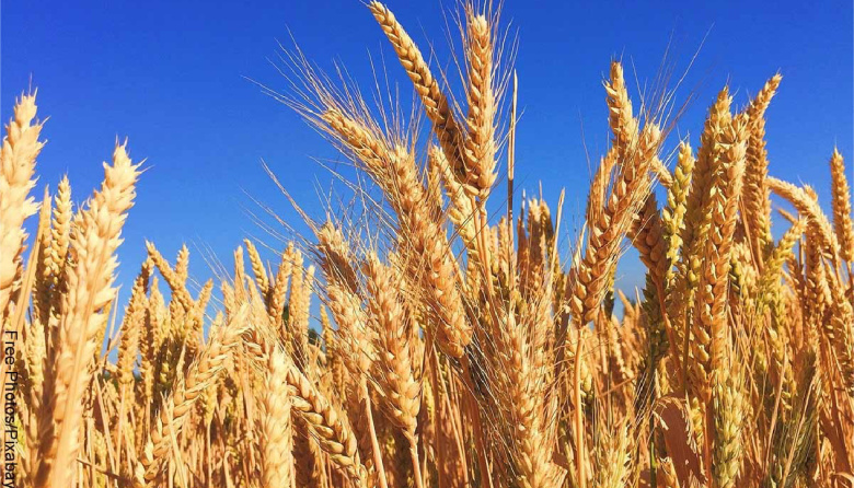 Ragt Semillas se quedó con el negocio de cebada maltera de Syngenta en todo el mundo