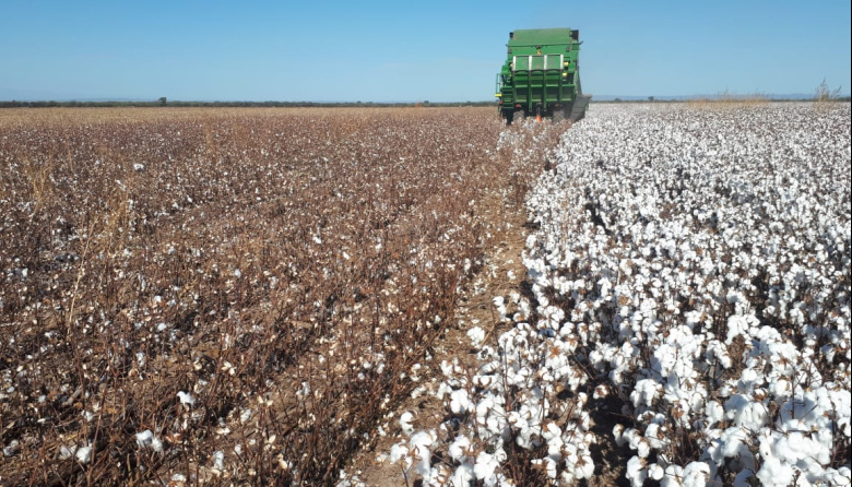 La siembra del cultivo de algodón avanza sin mayores inconvenientes