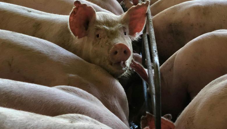 China impone aranceles a la carne de cerdo y reconfigura el comercio global