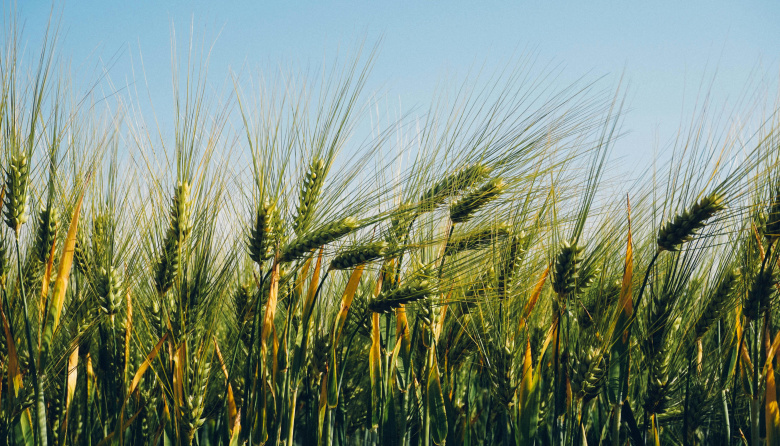 El Sudeste bonaerense consolida una campaña de cebada “excelente”