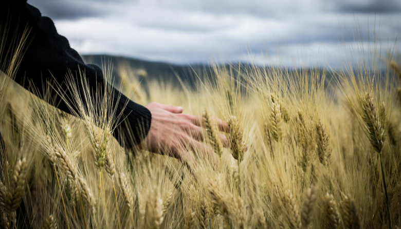 El trigo cordobés tracciona a toda la producción nacional del cereal