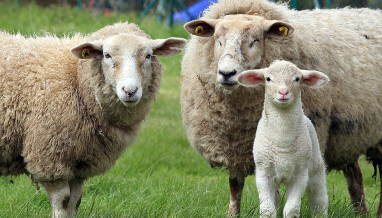 Se declaró la alerta sanitaria por sarna ovina