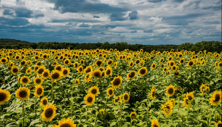 Mercado oleaginoso y realidad argentina de soja y girasol