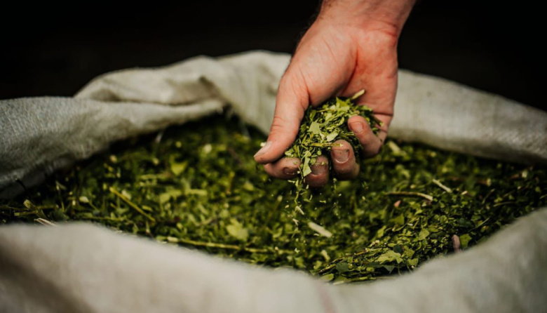 El Instituto Nacional de la Yerba Mate deroga normas históricas