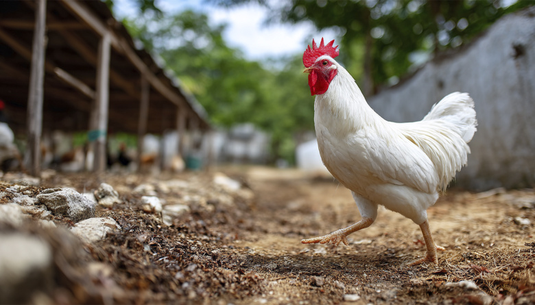 El SENASA confirmó un caso positivo de Influenza aviar en Ranchos