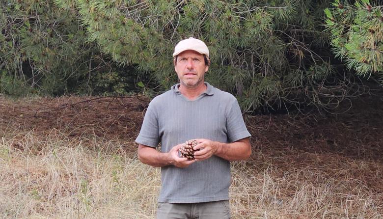 Del bosque costero a Europa: el emprendedor que exporta piñones desde Claromecó