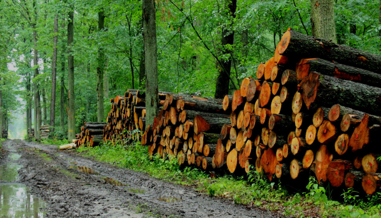La Asociación Forestal Argentina (AFoA) cumple 80 años de liderazgo en la política forestal argentina