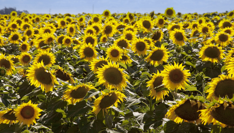 En el primer bimestre del año 10 complejos agroindustriales alcanzaron volúmenes récord de exportación